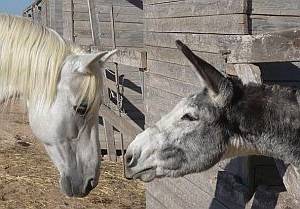 Ein Pony